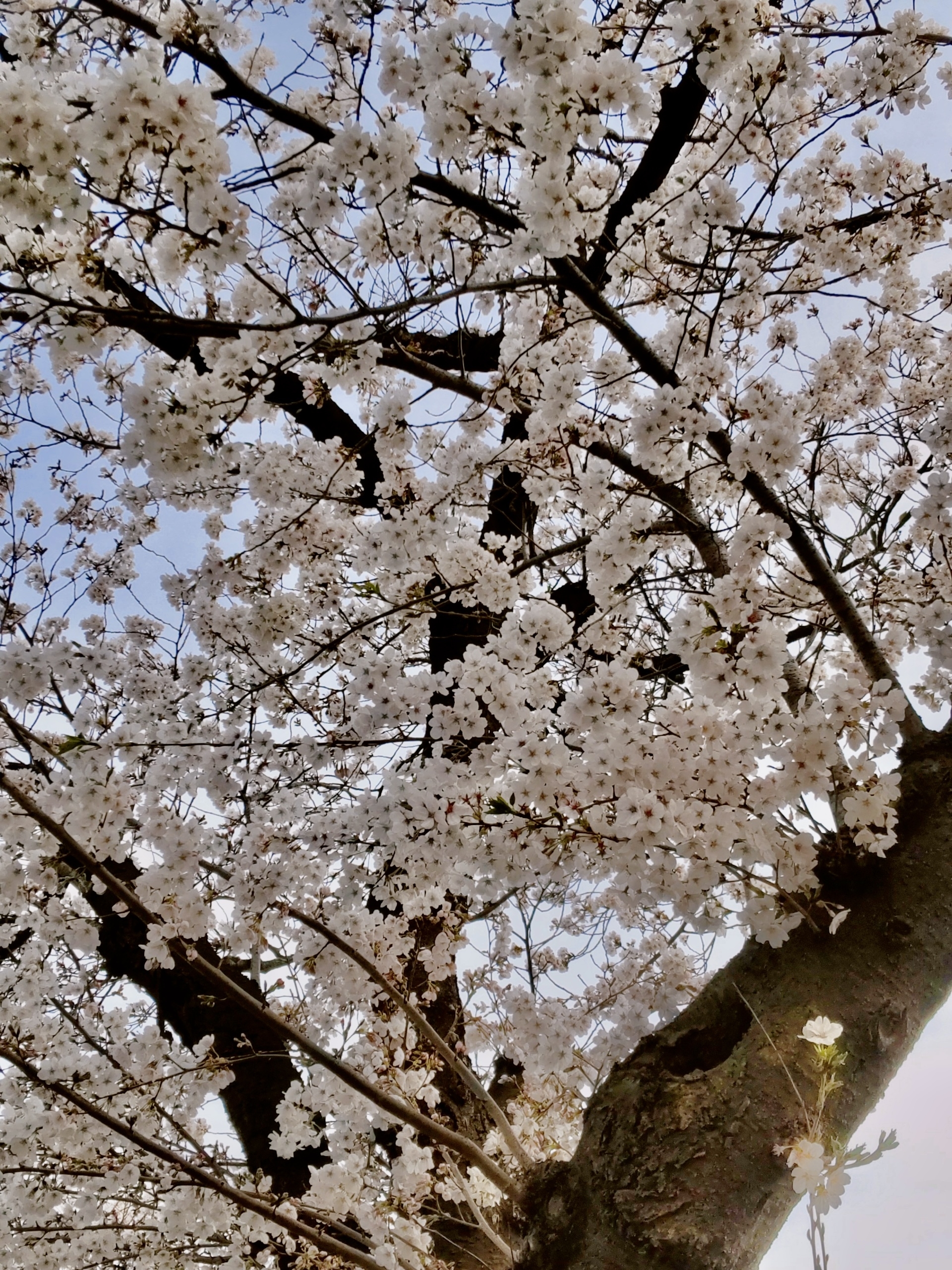 IMG_0454.jpeg
